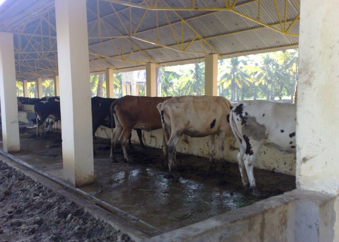 goshala cows